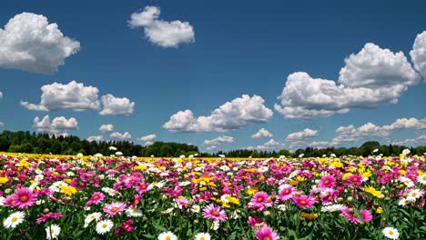Vibrant video scene of a colorful flower field under a bright blue sky with fluffy clouds