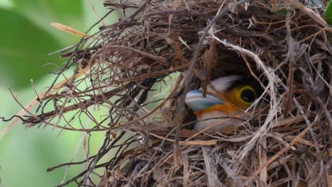 Der-Silberbrust-breitschnabel-Ist-Ein-Berühmter-Vogel-In-Thailand,-Sowohl-Lokal-Als-Auch-International