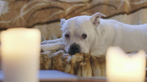 A-white-dog-looking-at-the-camera-while-on-a-couch-with-candles-in-the-foreground