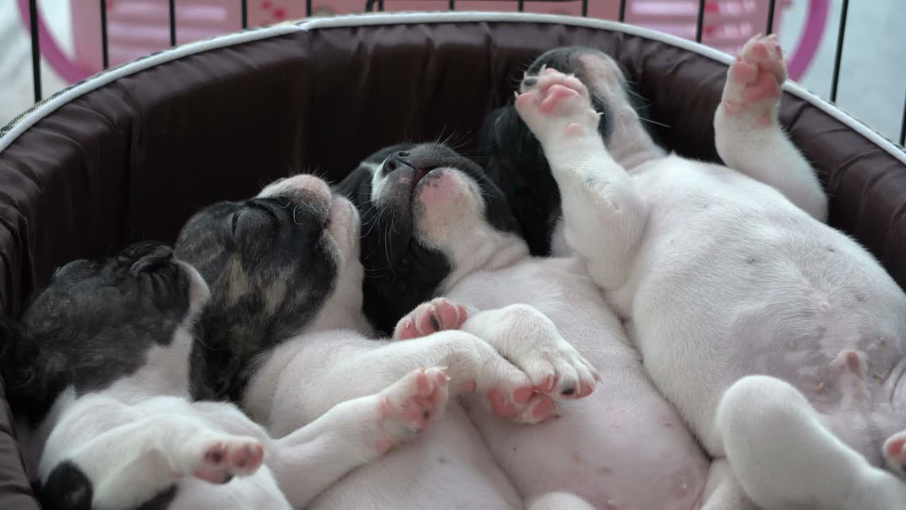 잠자는 강아지들과 함께 놀는 손 4k