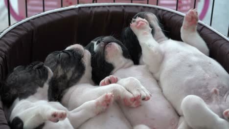 mano jugando con cachorros dormidos 4k