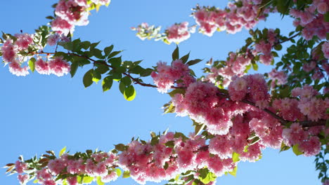 Pink-sakura-branch-against-blue-cloudless-sky.-Sakura-flowers-in-spring-day.