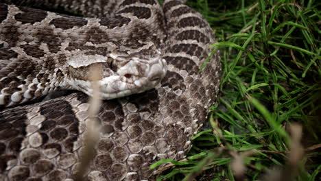 serpiente de cascabel depredador venenoso en la hierba