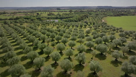 Toma-Aérea-De-Olivar