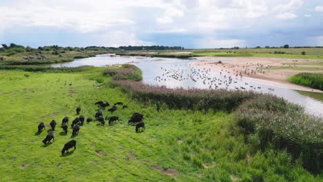 Aerial-video-footage-captures-the-saltwater-marshlands-along-the-Lincolnshire-coast,-featuring-seabirds-in-flight-and-on-the-lagoons-and-inland-lakes