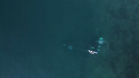 unique view of scuba divers underwater towing a dive safety flag along the surface of the water