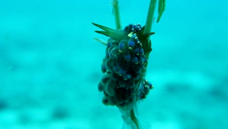 trinchesia yamasui caracol de mar suave cerata protege los huevos se balancea sobre la hierba marina