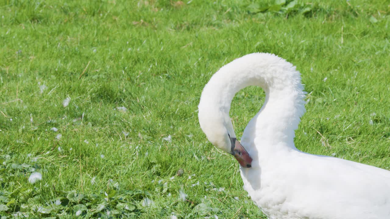 White mute swan cleans feathers in bright daylight, close-up, static camera, natural setting