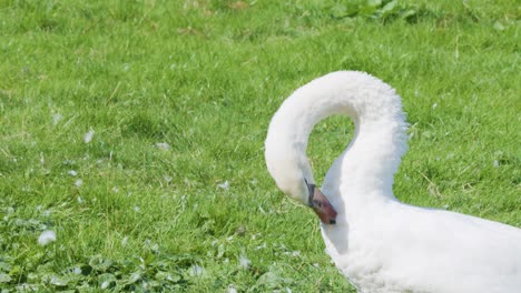 white mute swan cleans feathers in bright daylight, close-up, static camera, natural setting