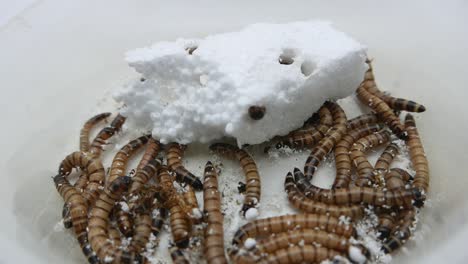 Giant-Mealworms-or-Morios,-the-larvae-of-the-Darkling-Beetle,-feeding-on-polystyrene