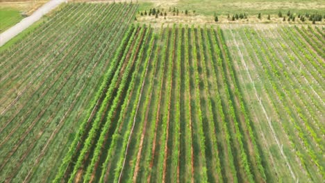 tilt-down-dolly-forward-shot-of-winery-field-on-a-sunny-day-green-crops-in-canada-bc