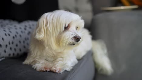 perrito blanco tumbado en un sofá mientras mira a la cámara y afuera