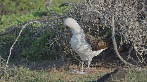 Un-Albatros-De-Laysan-Grita-Antes-De-Alejarse-De-Su-Nido-En-Kanea-Point-Oahu,-Hawaii