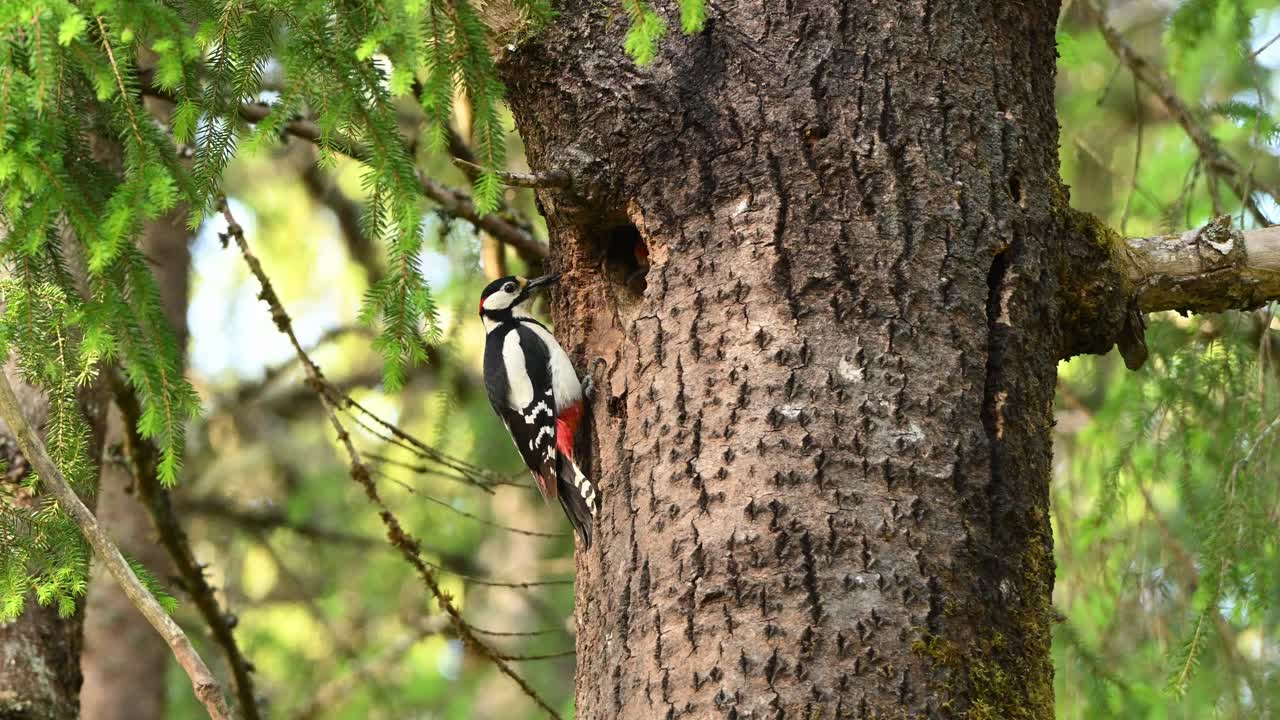 Great spotted woodpecker feeds chick at tree nest in lush green forest. Nestling reaches out from hole to take insect from parent