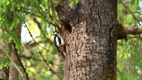 Great spotted woodpecker feeds chick at tree nest in lush green forest. Nestling reaches out from hole to take insect from parent
