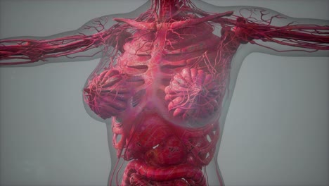 model-showing-anatomy-of-human-body-illustration