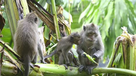 long tail macaque monkeys feeding on banana plant leaves and shouts, the dominant female walks over