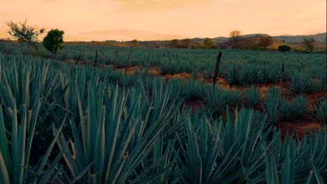 campo de plantación de agave