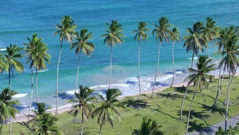 aerial view of tropical beach with palm trees and turquoise ocean