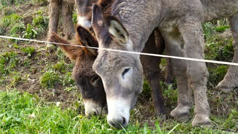 donkeys grazing in the mountains eat grass
