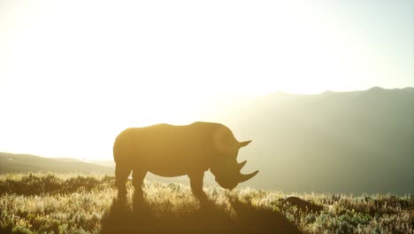 Nashorn-Steht-Bei-Sonnenuntergang-Im-Offenen-Gelände