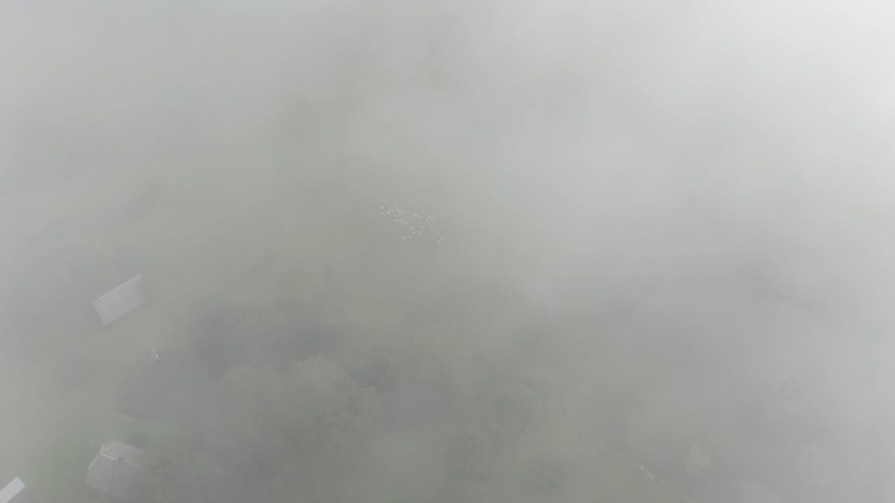 두꺼운 안개 를 통해 양  를 내려다 보고 있다