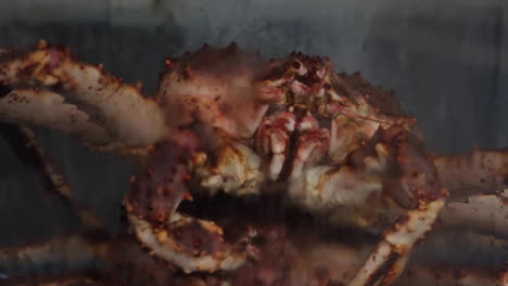 fresh king crab display