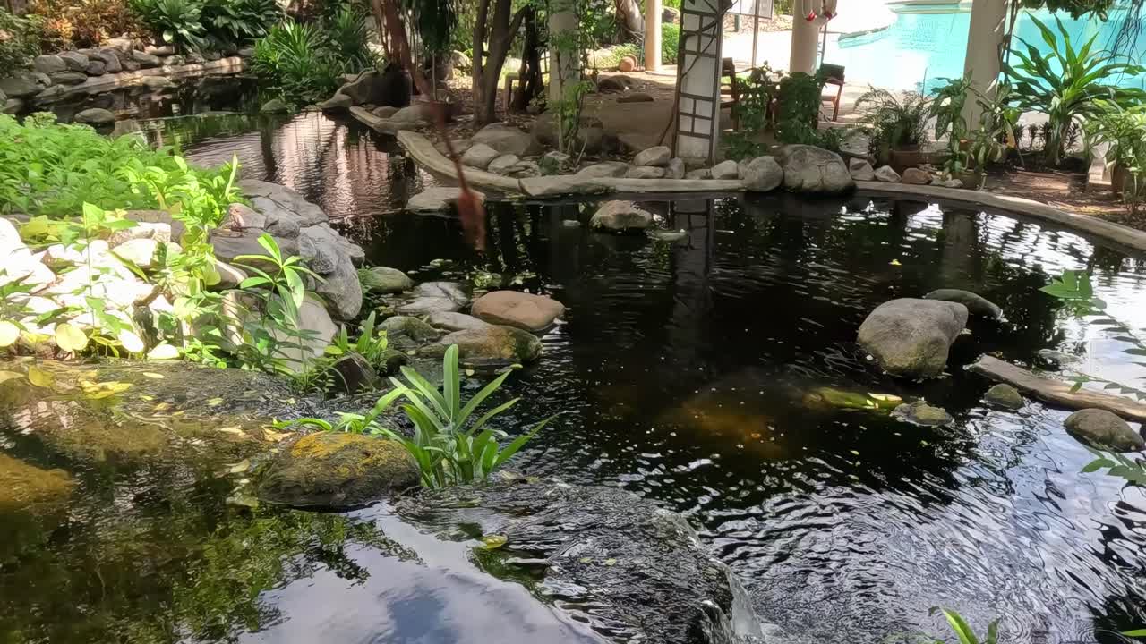 A tranquil pond surrounded by vibrant plants and rocks, reflecting the natural beauty of its environment.