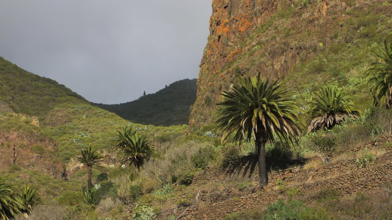 acantilados escarpados, barranco, cerca del pueblo de asentamiento remoto de masca gorge, acantilados escarpados, españa, islas canarias, nubes bajas moviéndose sobre las colinas, paisaje de montaña verde, palmeras, tenerife, tiro amplio de mano