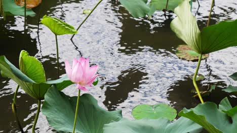 nature elegant pink lotus in taiwan taipei botanic garden