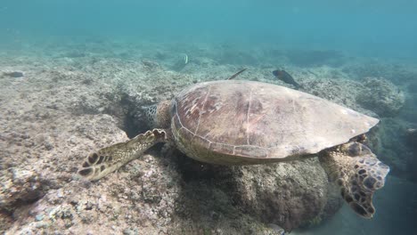 tortuga marina kauai océano, tortugas salvajes en el océano hawai, vida silvestre del océano princeville