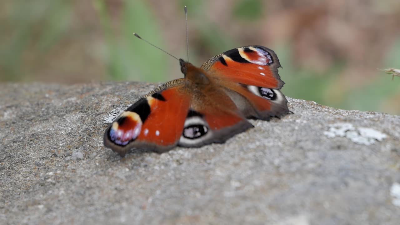 Primo piano di Aglais io, farfalla pavone, posata su una roccia nel bosco