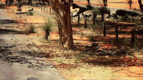 camino del interior de australia