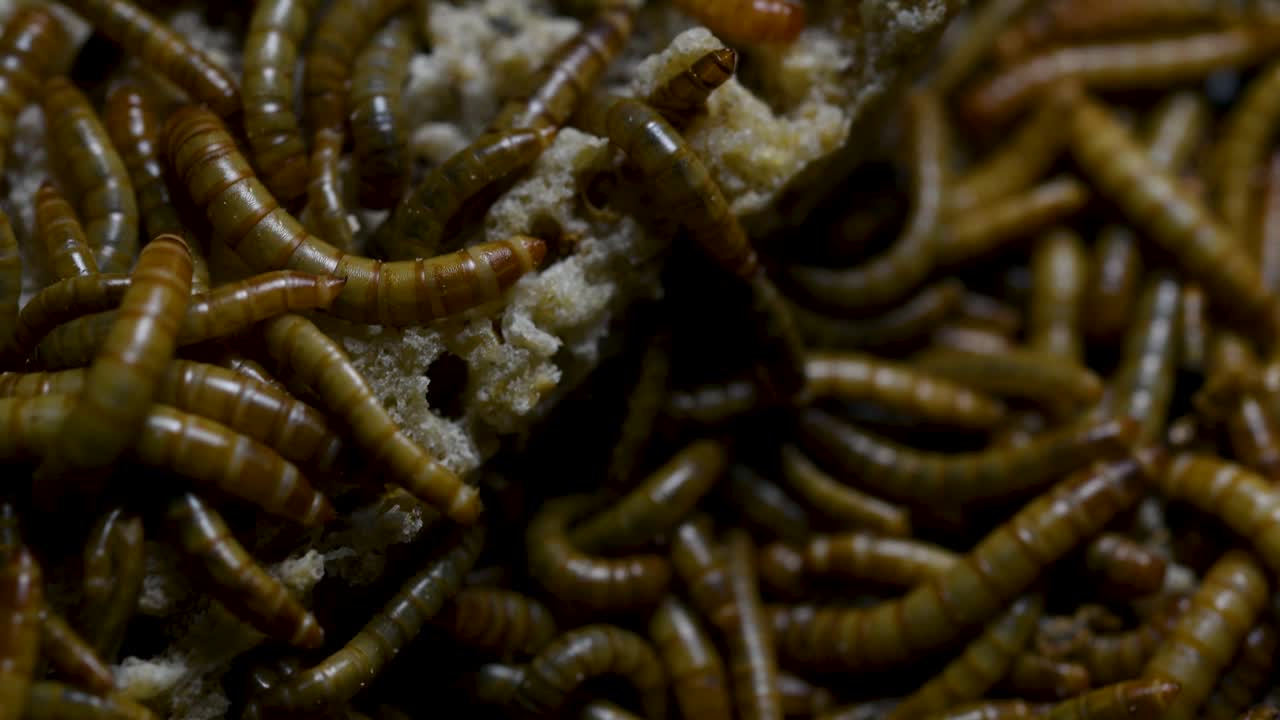 el gusano de la harina es una especie de escarabajo oscuro que se usa para alimentar mascotas como peces, serpientes, pájaros y ranas