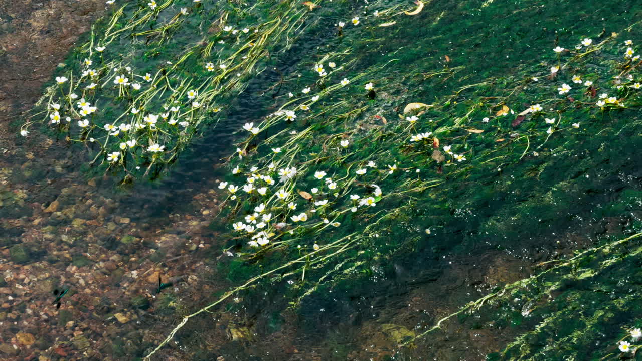 River Water Crowfoot flowers growing in the shallow flowing river Arrow, Warwickshire, England