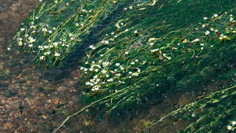 Flores-De-Pata-De-Gallo-De-Agua-De-Río-Que-Crecen-En-El-Río-Poco-Profundo-Arrow,-Warwickshire,-Inglaterra