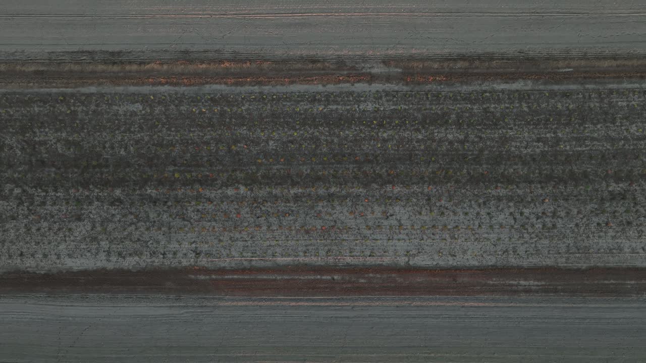 Rows Of Trees In A Tree Nursery - Aerial Top Down