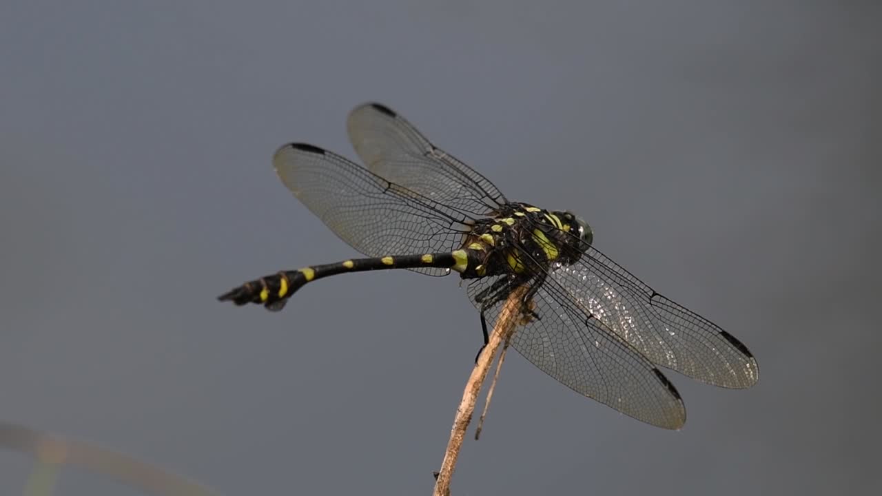 la libélula de cola de brida común se ve comúnmente en tailandia y asia