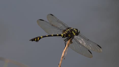 Die-Gemeine-Flanschschwanzlibelle-Kommt-Häufig-In-Thailand-Und-Asien-Vor