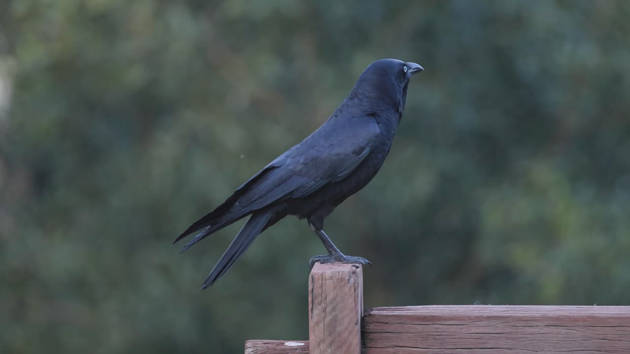 ворон чирит на деревянном столбе ограды.
