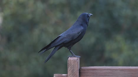 el cuervo chirriando en un poste de valla de madera