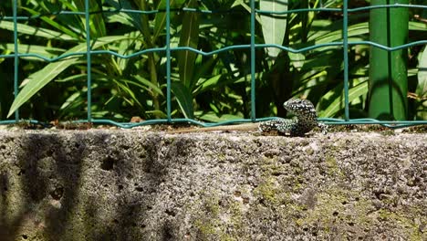 Close-up-shot-of-small-scared-gecko-running-away-on-sunny-day