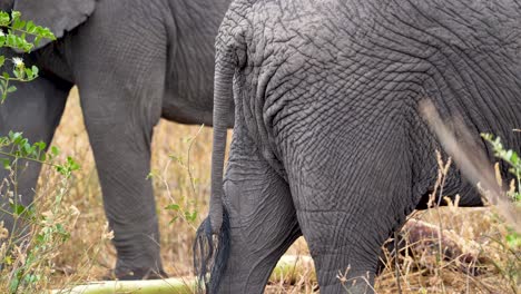 탄자니아의 ngorongoro 야생 동물 보호 구역에서 머리 디테일이 있는 아프리카 코끼리 꼬리, 아래로 기울임 공개 샷