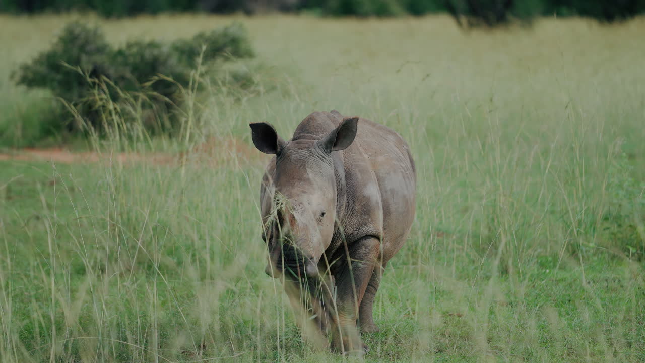 White Rhinoceros in a Grassy Savanna