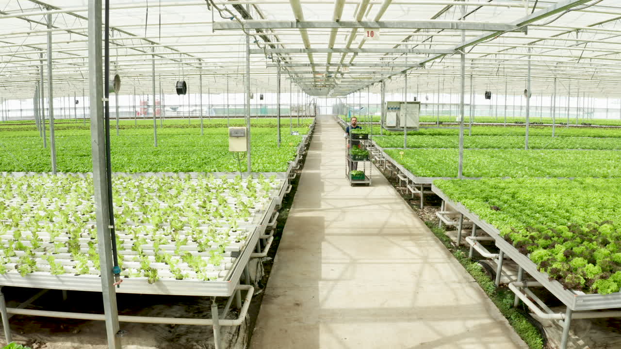 Greenhouse Farming: Hydroponic Lettuce Harvest