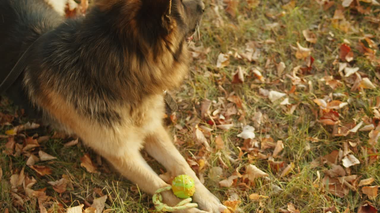 German Shepherd Dog Playing with a Ball in Autumn Leaves