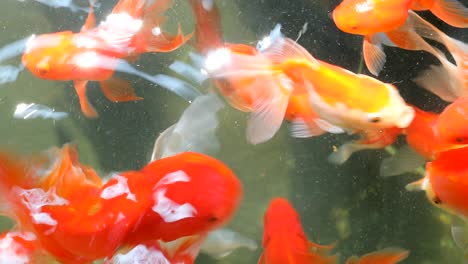 gold fish under clear water