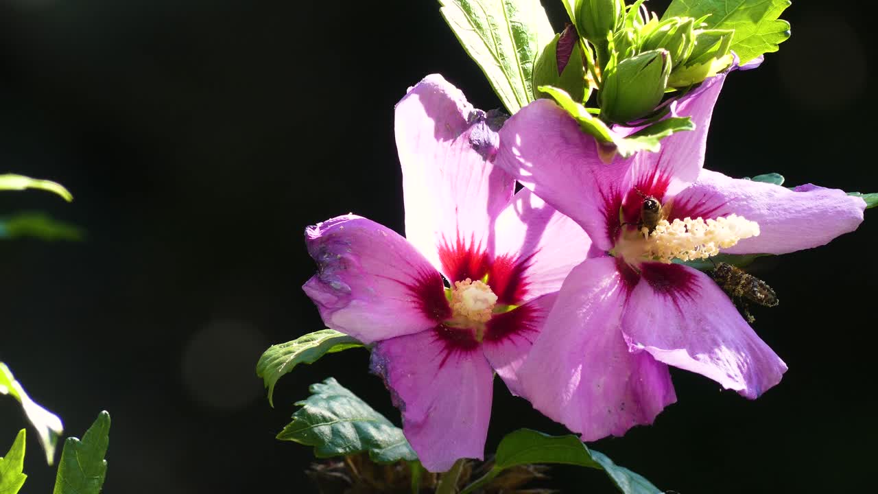 abejas recolectando polen de hermosas flores rosas 4k
