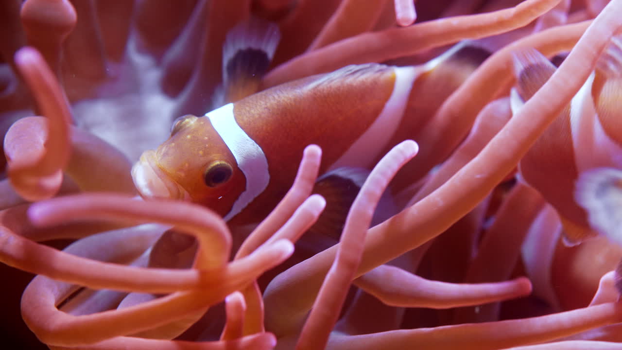 Clownfish swimming between soft, pink sea anemone tentacles underwater