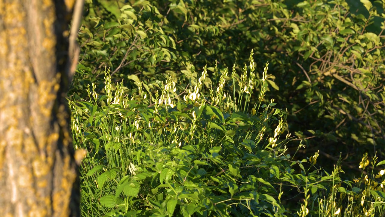 Static medium shot of yellow broom flowers and green foliage under bright summer sunlight.
